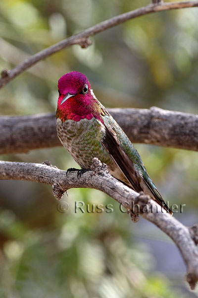 Anna's Hummingbird © Russ Chantler